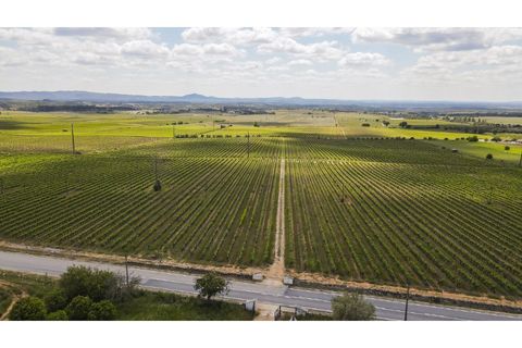 Farm i Estremoz, Evora, Estremoz - € 1.800.000 | Ref: AG050 - foto 7