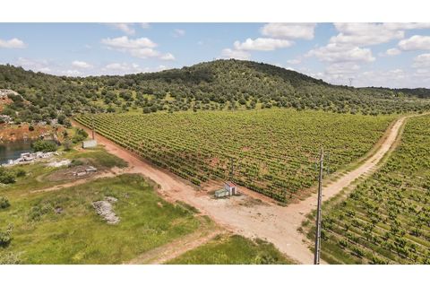Farm i Estremoz, Evora, Estremoz - € 1.800.000 | Ref: AG050 - foto 3