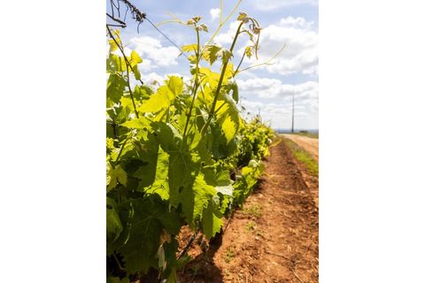 Farm i Estremoz, Evora, Estremoz - € 1.800.000 | Ref: AG050 - foto 23