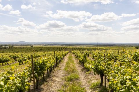 Farm i Estremoz, Evora, Estremoz - € 1.800.000 | Ref: AG050 - foto 25