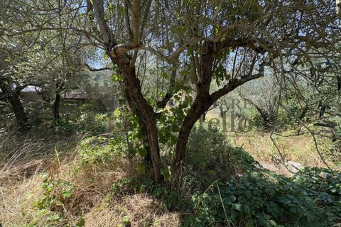 Rækkehus i Piegaro, Perugia, Piegaro - € 50.000 | Ref: PO351 - foto 17