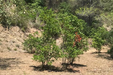 Finca i Benifallet, Tarragona, Benifallet - € 20.000 | Ref: Cn - foto 20