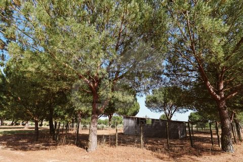 Villa a Coruche, Santarem, Coruche - € 780.000 | Ref: 542.041 - foto 48