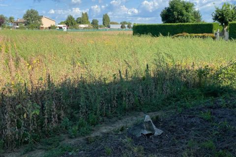 Grond in Codevigo, Padua, Codevigo - € 59.000 | Ref: COD38 - foto 9