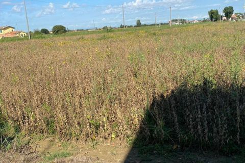 Grond in Codevigo, Padua, Codevigo - € 59.000 | Ref: COD38 - foto 11