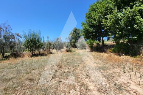 Farm i Penalva do Castelo, Viseu, Penalva do Castelo - € 220.000 | Ref: 1180570/25VS - foto 21