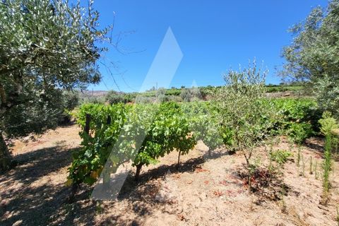 Farm i Penalva do Castelo, Viseu, Penalva do Castelo - € 220.000 | Ref: 1180570/25VS - foto 25