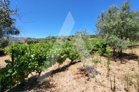 Farm i Penalva do Castelo, Viseu, Penalva do Castelo - € 220.000 | Ref: 1180570/25VS - foto 26