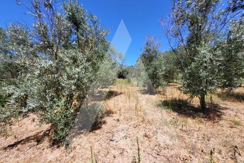 Farm i Penalva do Castelo, Viseu, Penalva do Castelo - € 220.000 | Ref: 1180570/25VS - foto 27