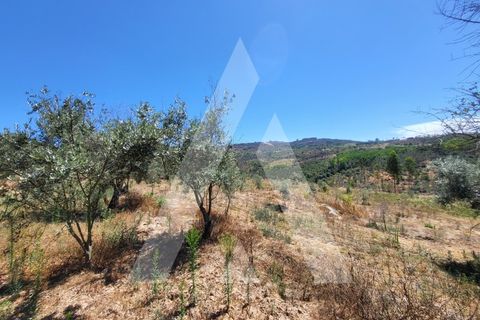 Farm i Penalva do Castelo, Viseu, Penalva do Castelo - € 220.000 | Ref: 1180570/25VS - foto 31