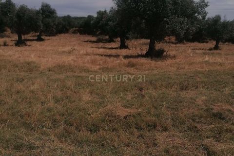 Helårsgrund i Aljustrel, Beja, Aljustrel - € 10.000 | Ref: C0486-00192 - foto 13