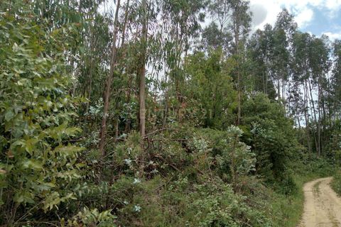 Helårsgrund i Tomar, Santarem, Tomar - € 7.500 | Ref: C0452-00346 - foto 3