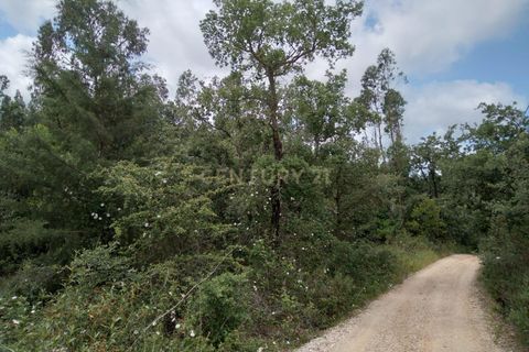 Helårsgrund i Tomar, Santarem, Tomar - € 7.500 | Ref: C0452-00346 - foto 4
