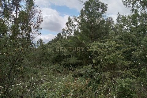Helårsgrund i Tomar, Santarem, Tomar - € 7.500 | Ref: C0452-00346 - foto 6