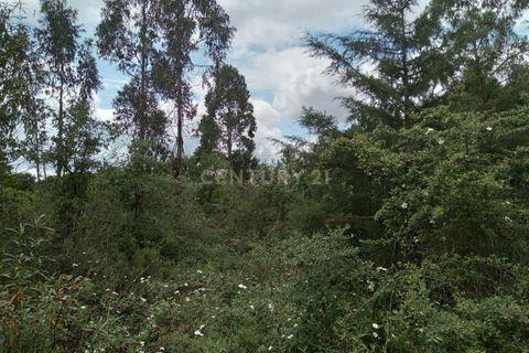 Helårsgrund i Tomar, Santarem, Tomar - € 7.500 | Ref: C0452-00346 - foto 7