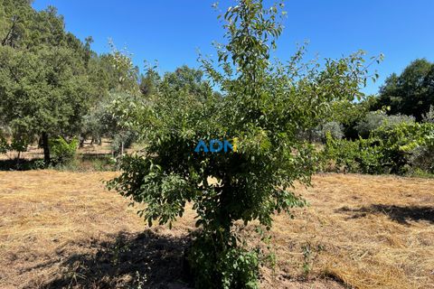 Helårsgrund i Castelo Branco, Castelo Branco, Castelo Branco - € 40.000 | Ref: 125077 - foto 13