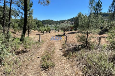 Helårsgrund i Castelo Branco, Castelo Branco, Castelo Branco - € 40.000 | Ref: 125077 - foto 38