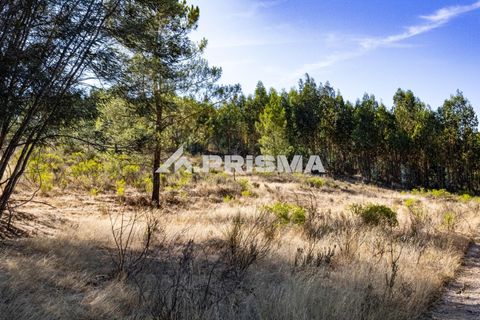 Helårsgrund i Castelo Branco, Castelo Branco, Castelo Branco - € 29.500 | Ref: PP4610 - foto 2