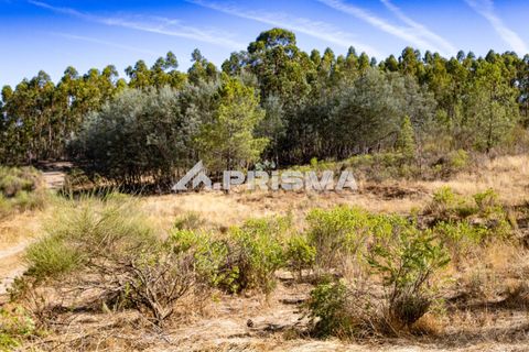 Helårsgrund i Castelo Branco, Castelo Branco, Castelo Branco - € 29.500 | Ref: PP4610 - foto 3