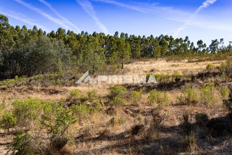 Helårsgrund i Castelo Branco, Castelo Branco, Castelo Branco - € 29.500 | Ref: PP4610 - foto 5