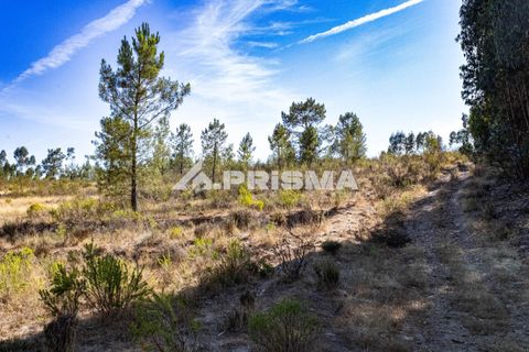 Helårsgrund i Castelo Branco, Castelo Branco, Castelo Branco - € 29.500 | Ref: PP4610 - foto 4