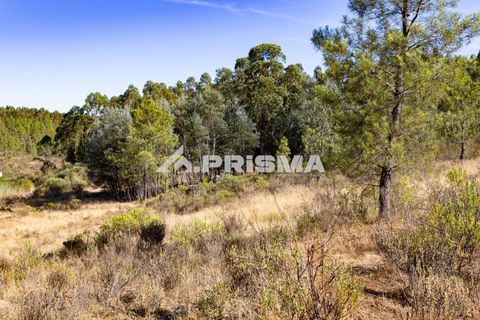 Helårsgrund i Castelo Branco, Castelo Branco, Castelo Branco - € 29.500 | Ref: PP4610 - foto 7