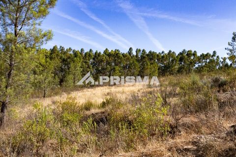 Helårsgrund i Castelo Branco, Castelo Branco, Castelo Branco - € 29.500 | Ref: PP4610 - foto 8