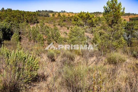 Helårsgrund i Castelo Branco, Castelo Branco, Castelo Branco - € 29.500 | Ref: PP4610 - foto 11