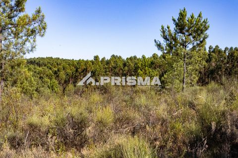 Helårsgrund i Castelo Branco, Castelo Branco, Castelo Branco - € 29.500 | Ref: PP4610 - foto 14