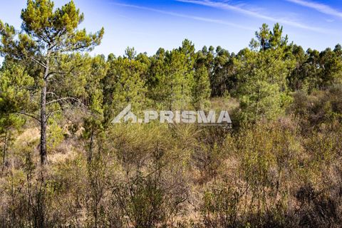 Helårsgrund i Castelo Branco, Castelo Branco, Castelo Branco - € 29.500 | Ref: PP4610 - foto 15