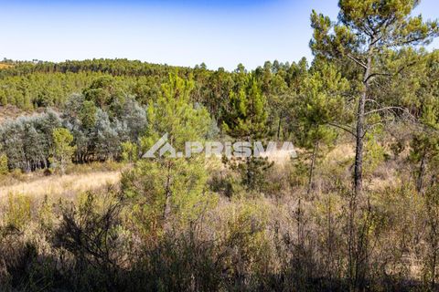 Helårsgrund i Castelo Branco, Castelo Branco, Castelo Branco - € 29.500 | Ref: PP4610 - foto 17