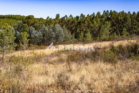 Helårsgrund i Castelo Branco, Castelo Branco, Castelo Branco - € 29.500 | Ref: PP4610 - foto 18