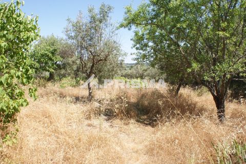 Helårsgrund i Castelo Branco, Castelo Branco, Castelo Branco - € 47.500 | Ref: PP4589 - foto 2