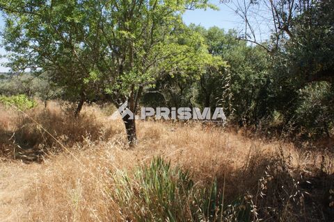 Helårsgrund i Castelo Branco, Castelo Branco, Castelo Branco - € 47.500 | Ref: PP4589 - foto 3