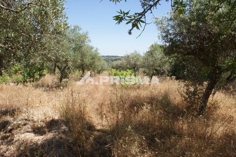 Helårsgrund i Castelo Branco, Castelo Branco, Castelo Branco - € 47.500 | Ref: PP4589 - foto 5