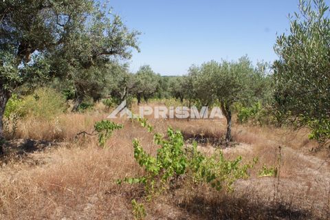 Helårsgrund i Castelo Branco, Castelo Branco, Castelo Branco - € 47.500 | Ref: PP4589 - foto 6