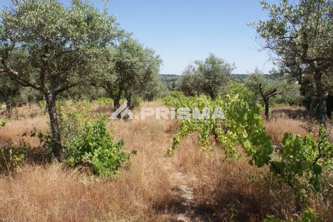 Helårsgrund i Castelo Branco, Castelo Branco, Castelo Branco - € 47.500 | Ref: PP4589 - foto 7