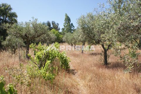 Helårsgrund i Castelo Branco, Castelo Branco, Castelo Branco - € 47.500 | Ref: PP4589 - foto 8