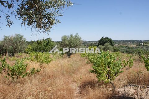 Helårsgrund i Castelo Branco, Castelo Branco, Castelo Branco - € 47.500 | Ref: PP4589 - foto 9