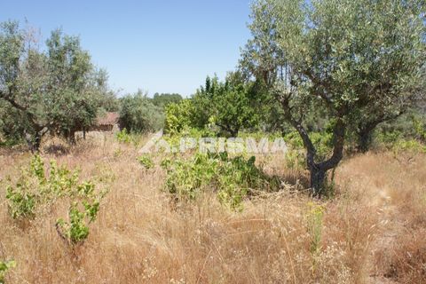 Helårsgrund i Castelo Branco, Castelo Branco, Castelo Branco - € 47.500 | Ref: PP4589 - foto 11