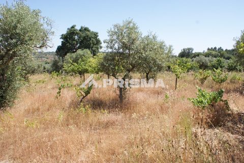 Helårsgrund i Castelo Branco, Castelo Branco, Castelo Branco - € 47.500 | Ref: PP4589 - foto 13