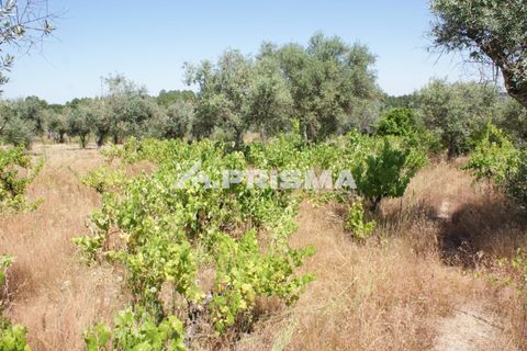 Helårsgrund i Castelo Branco, Castelo Branco, Castelo Branco - € 47.500 | Ref: PP4589 - foto 14