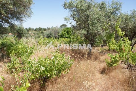 Helårsgrund i Castelo Branco, Castelo Branco, Castelo Branco - € 47.500 | Ref: PP4589 - foto 15