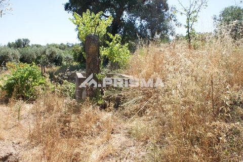 Helårsgrund i Castelo Branco, Castelo Branco, Castelo Branco - € 47.500 | Ref: PP4589 - foto 16