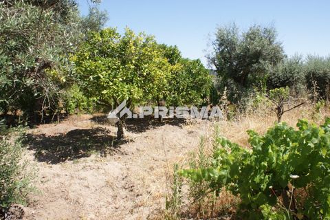 Helårsgrund i Castelo Branco, Castelo Branco, Castelo Branco - € 47.500 | Ref: PP4589 - foto 18