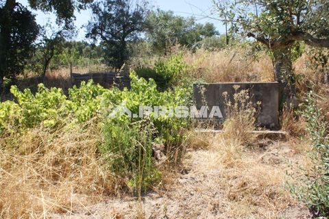 Helårsgrund i Castelo Branco, Castelo Branco, Castelo Branco - € 47.500 | Ref: PP4589 - foto 19