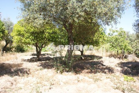 Helårsgrund i Castelo Branco, Castelo Branco, Castelo Branco - € 47.500 | Ref: PP4589 - foto 20