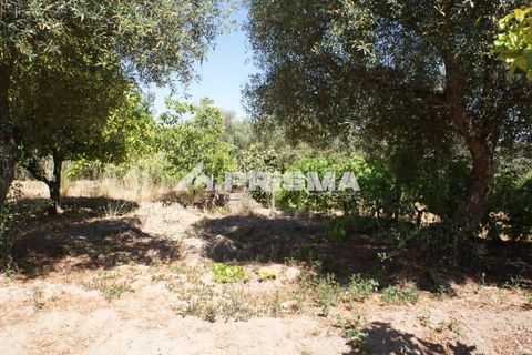 Helårsgrund i Castelo Branco, Castelo Branco, Castelo Branco - € 47.500 | Ref: PP4589 - foto 21