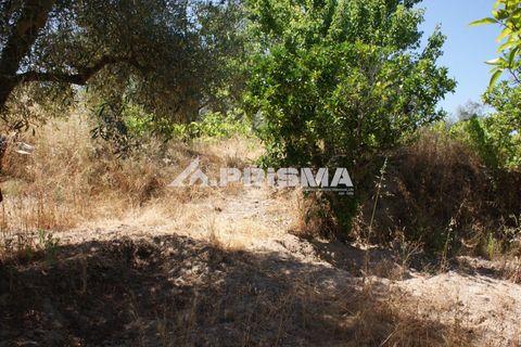 Helårsgrund i Castelo Branco, Castelo Branco, Castelo Branco - € 47.500 | Ref: PP4589 - foto 22