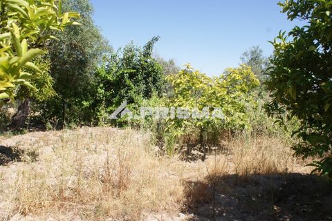 Helårsgrund i Castelo Branco, Castelo Branco, Castelo Branco - € 47.500 | Ref: PP4589 - foto 24